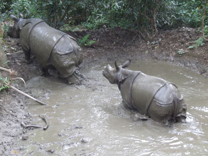 Jungle Safari Trips